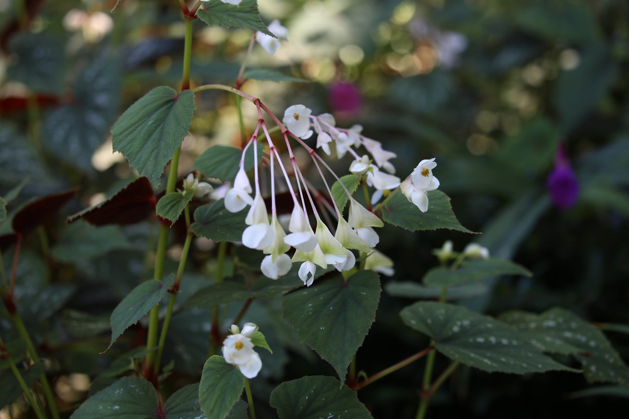 New York Botanical Garden