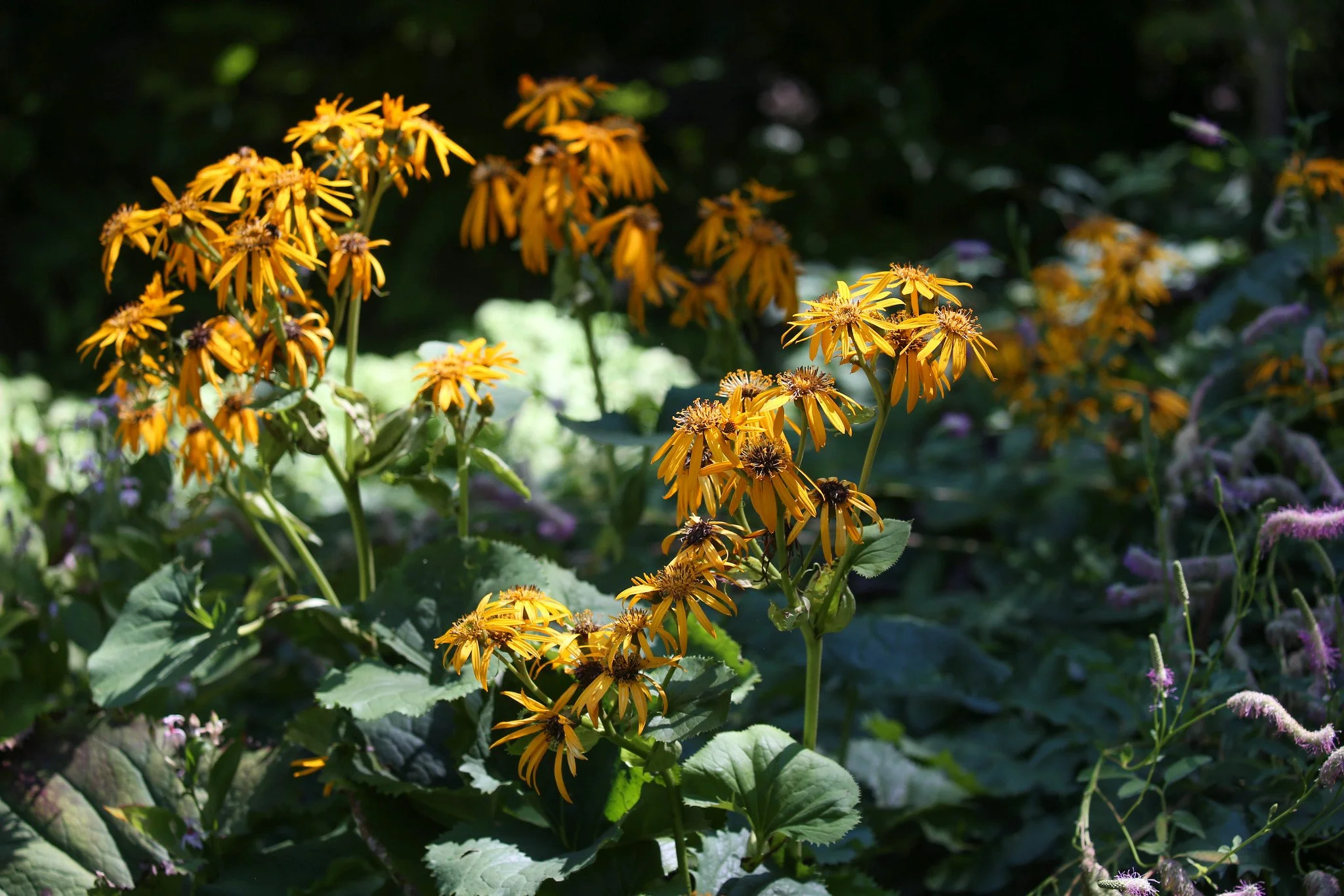 New York Botanical Garden
