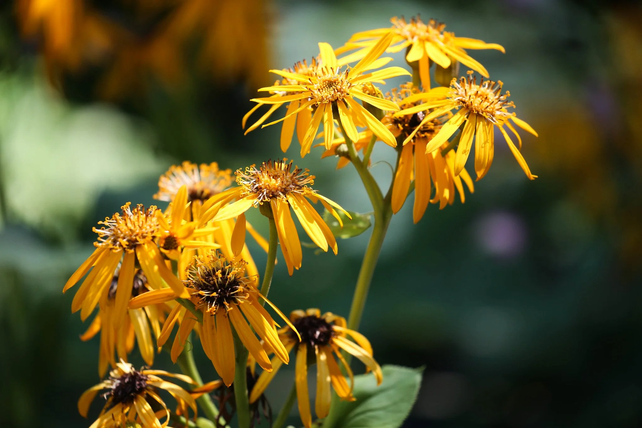 New York Botanical Garden