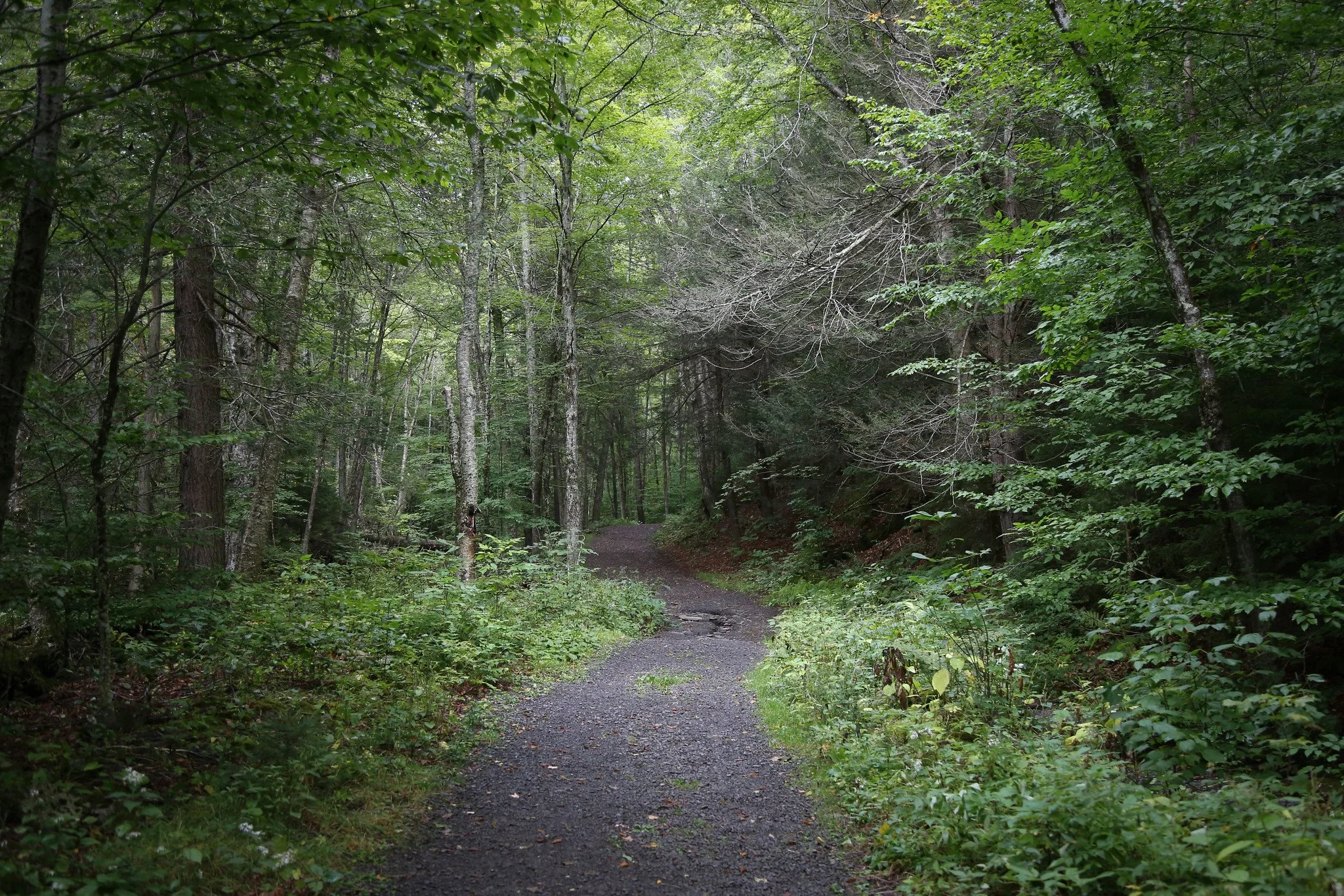 Trail to Diamond Notch Falls and Spruceton Trail, Hunter Mountain, Catskills