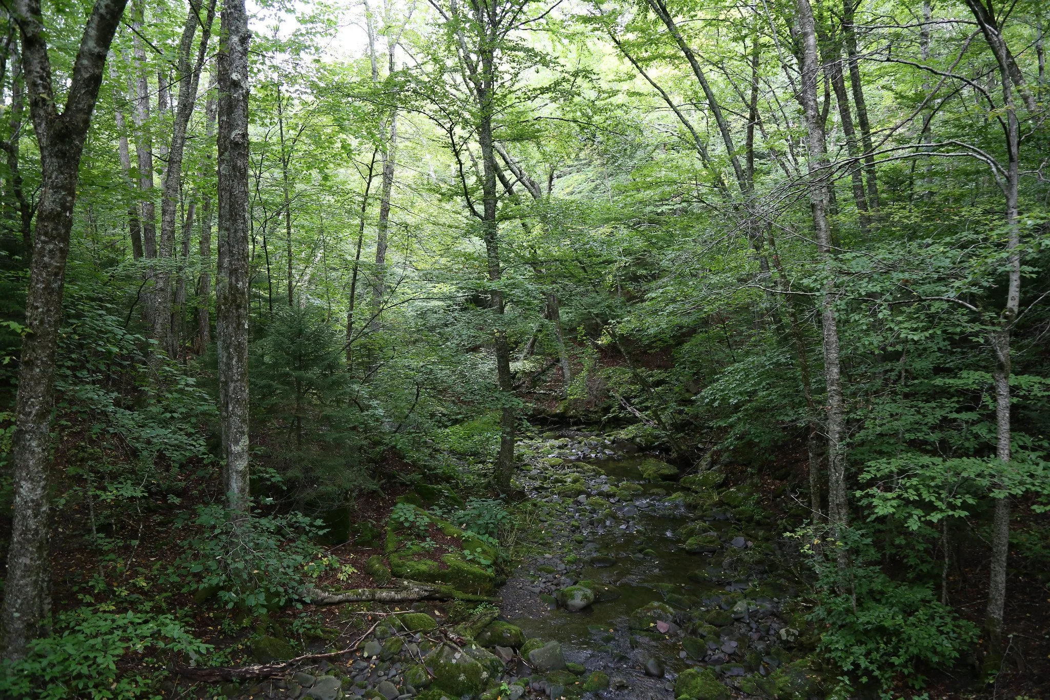 Trail to Diamond Notch Falls and Spruceton Trail, Hunter Mountain, Catskills