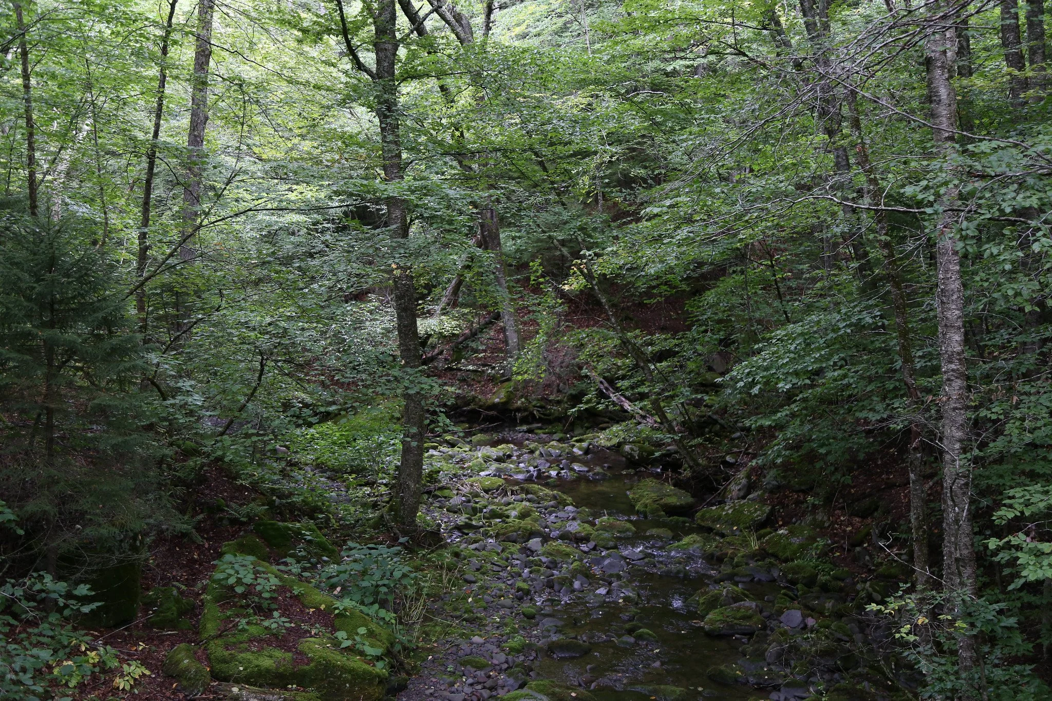 Trail to Diamond Notch Falls and Spruceton Trail, Hunter Mountain, Catskills