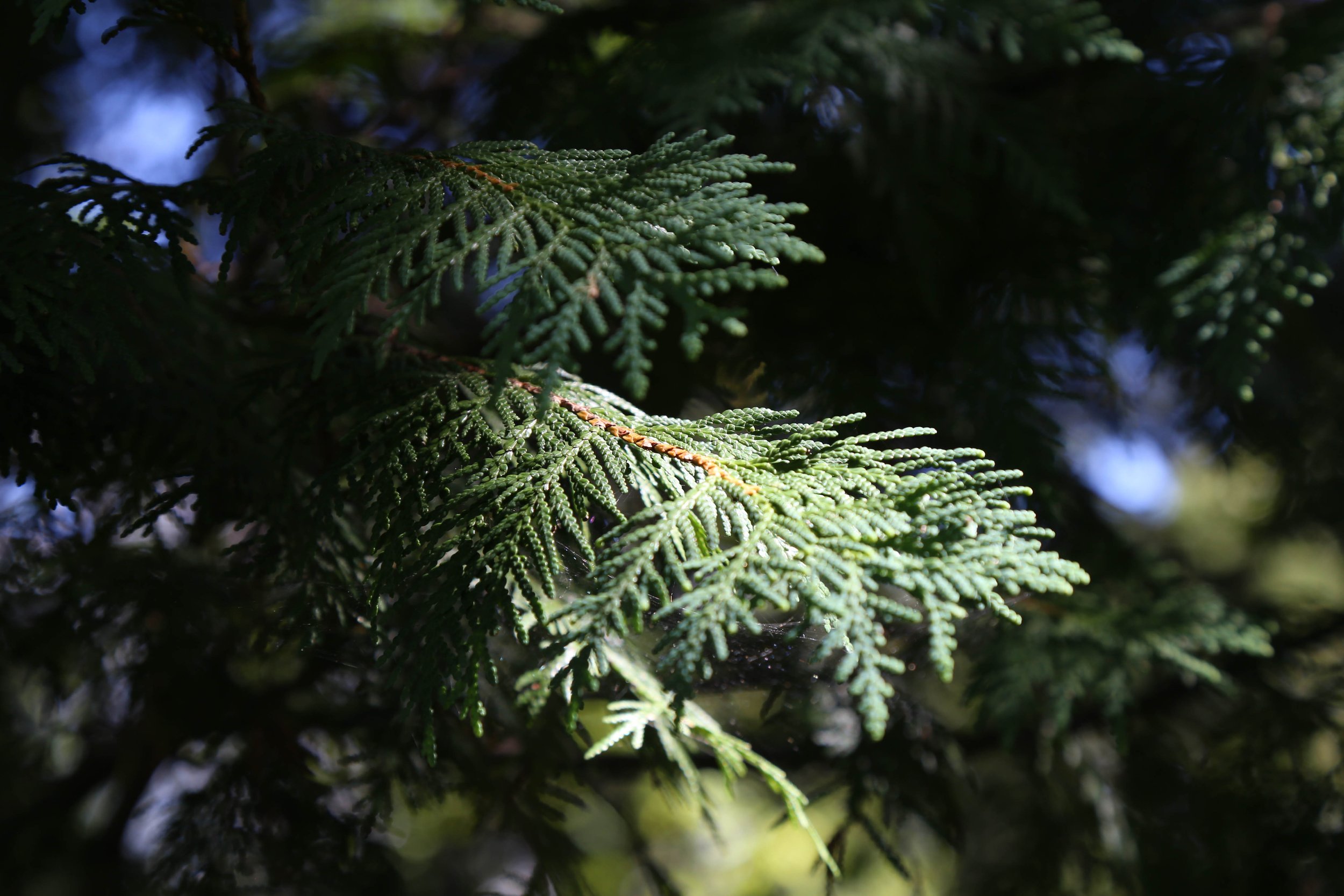 WEB-3212.jpg