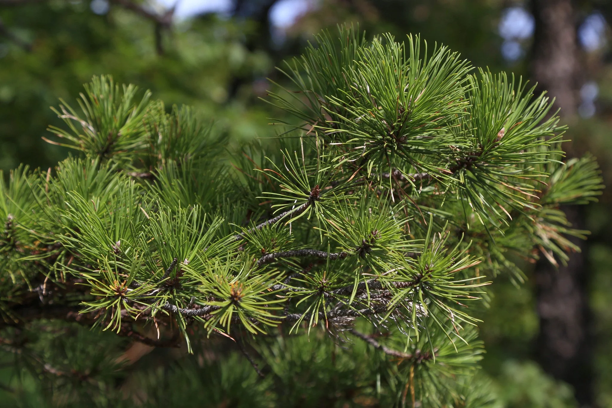 Minnewaska State Park Preserve, Hamilton Point and Castle Point