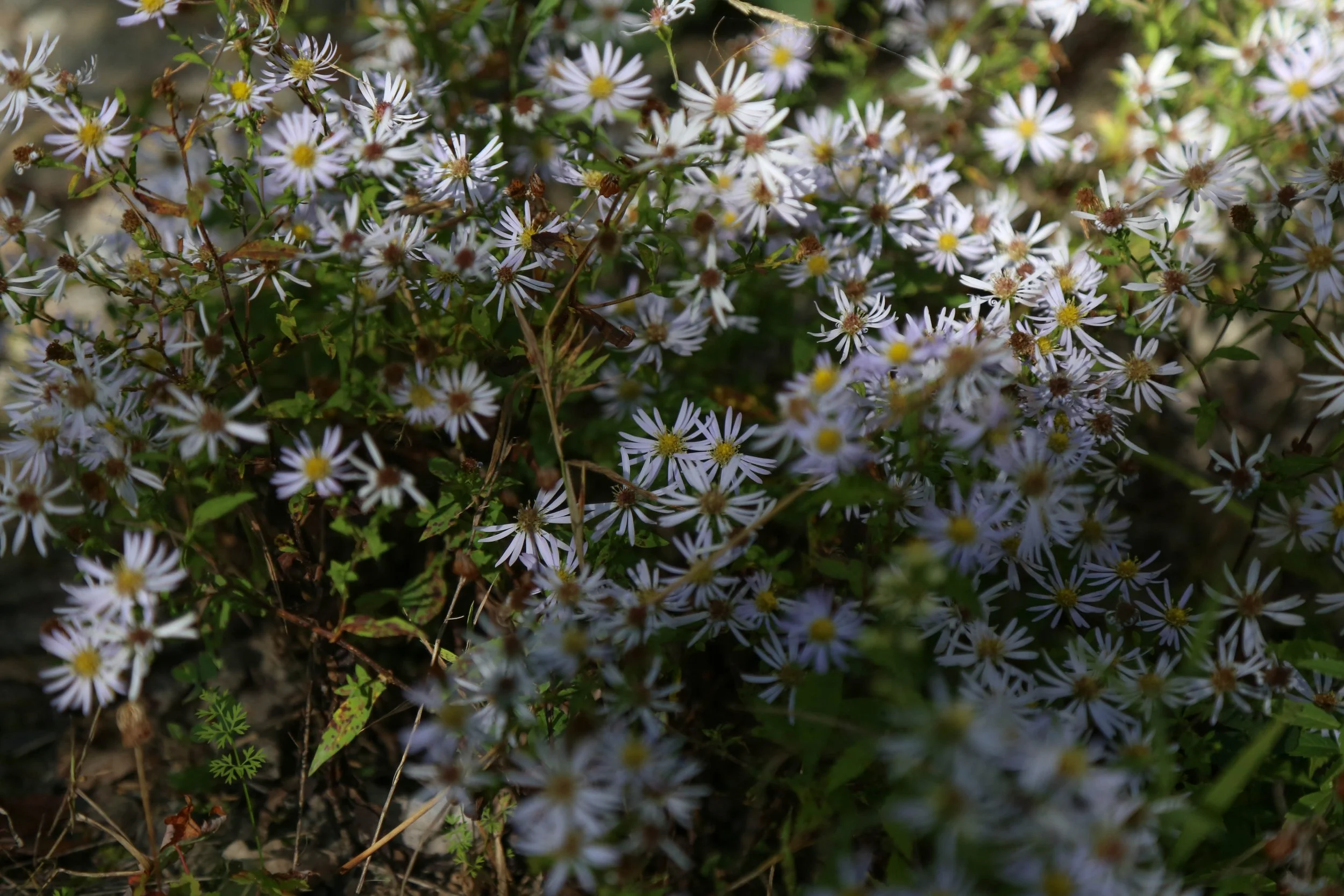 WEB-3347.jpg