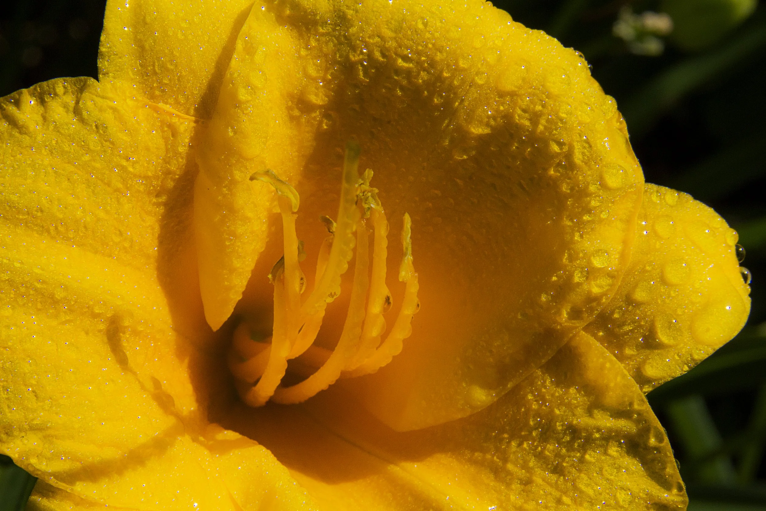 Wet Flower, 2014