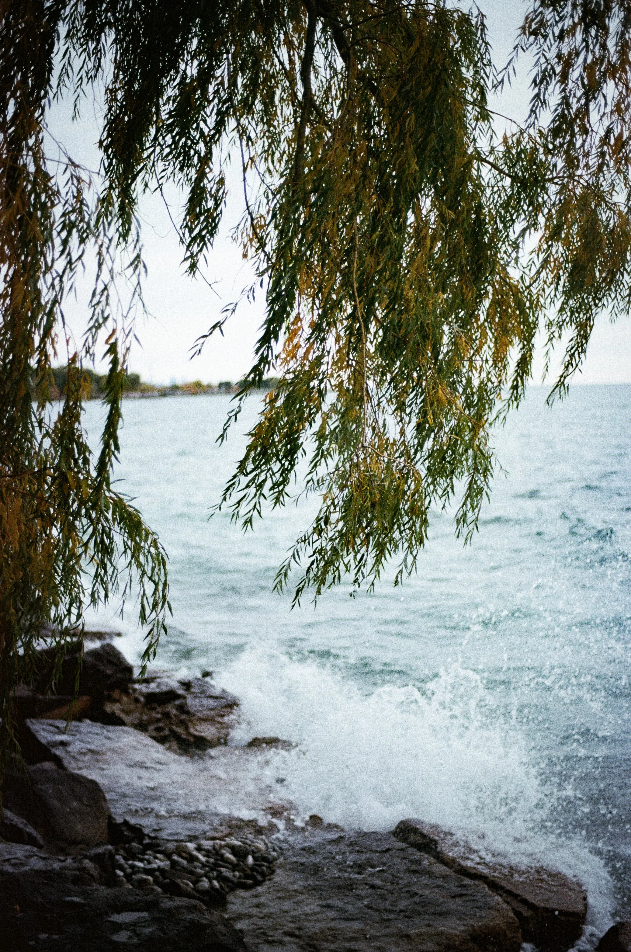 35mm Fall, 2020