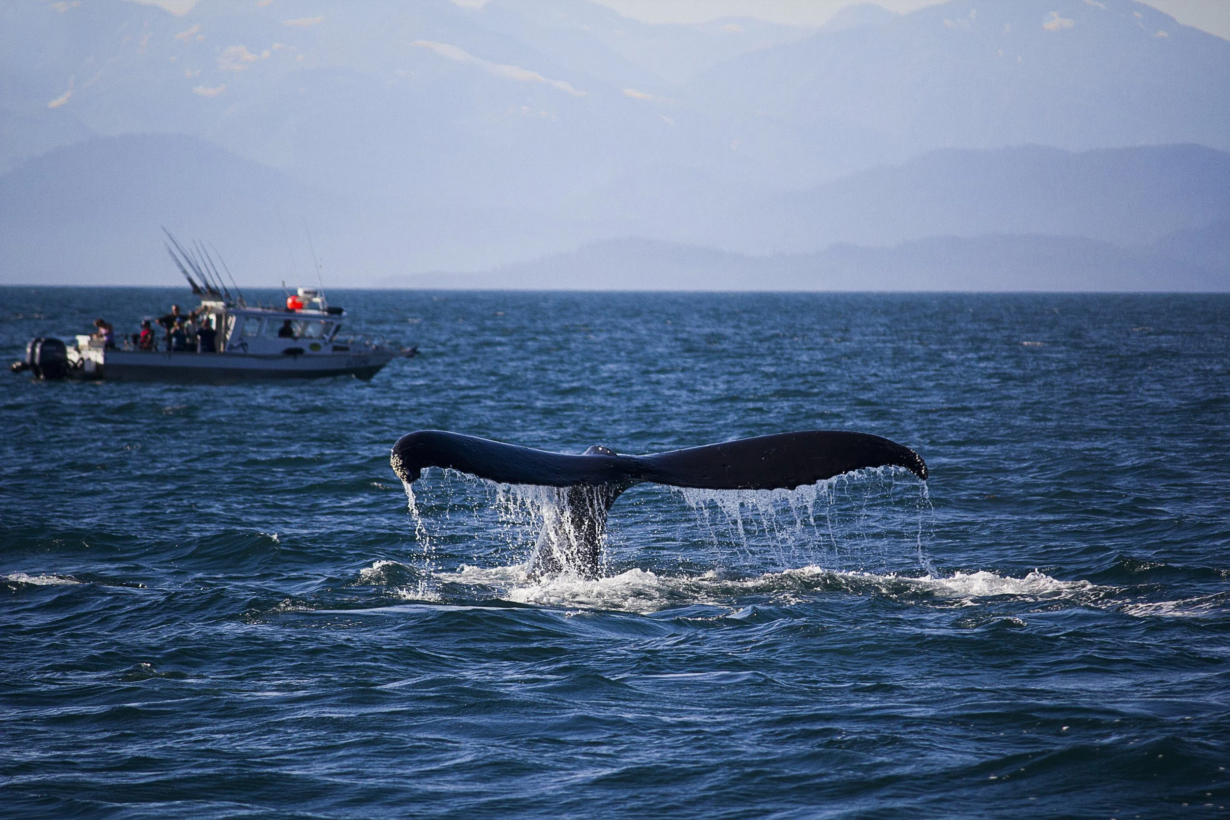 Whale Tail, 2013