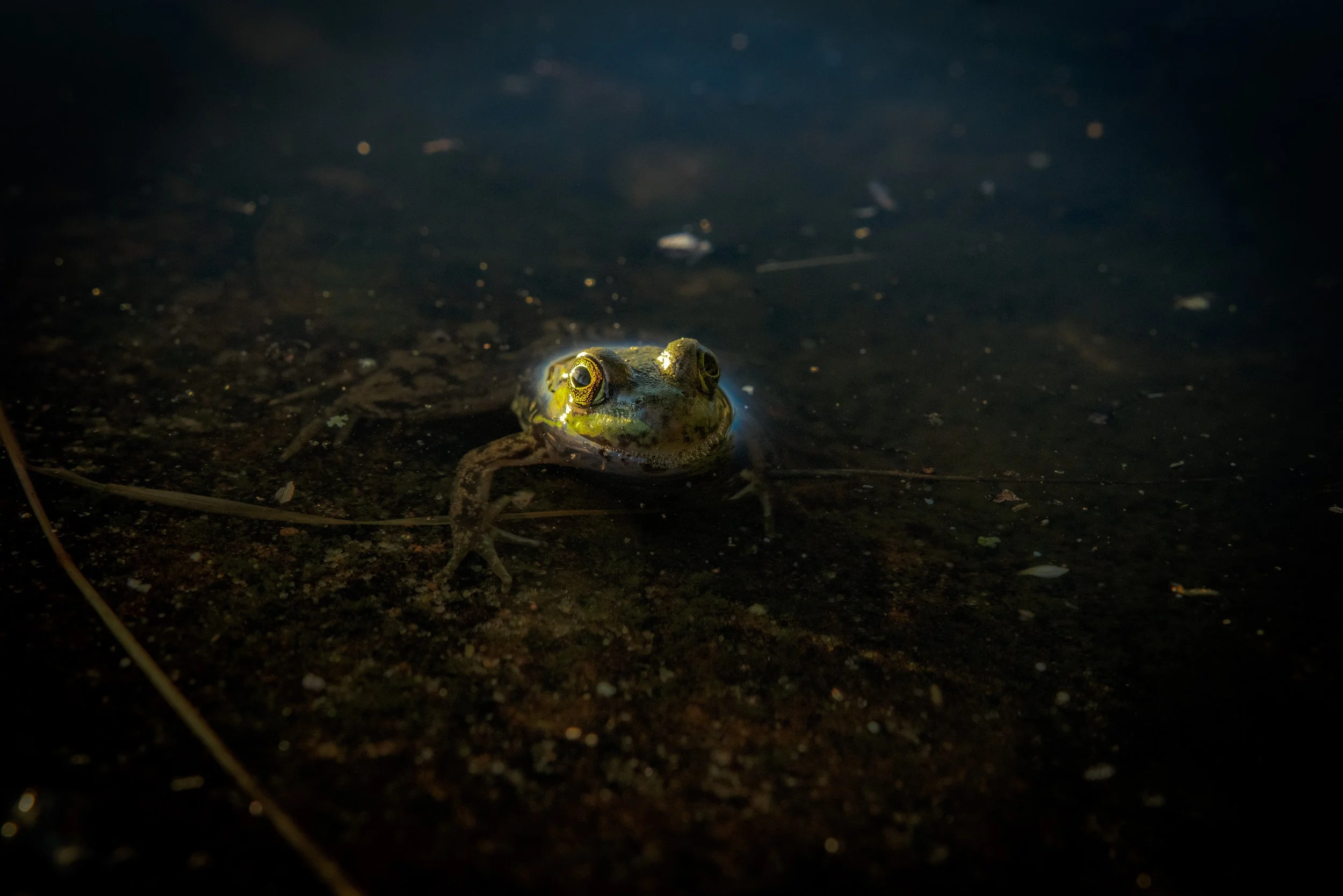 Tint Toad, 2022
