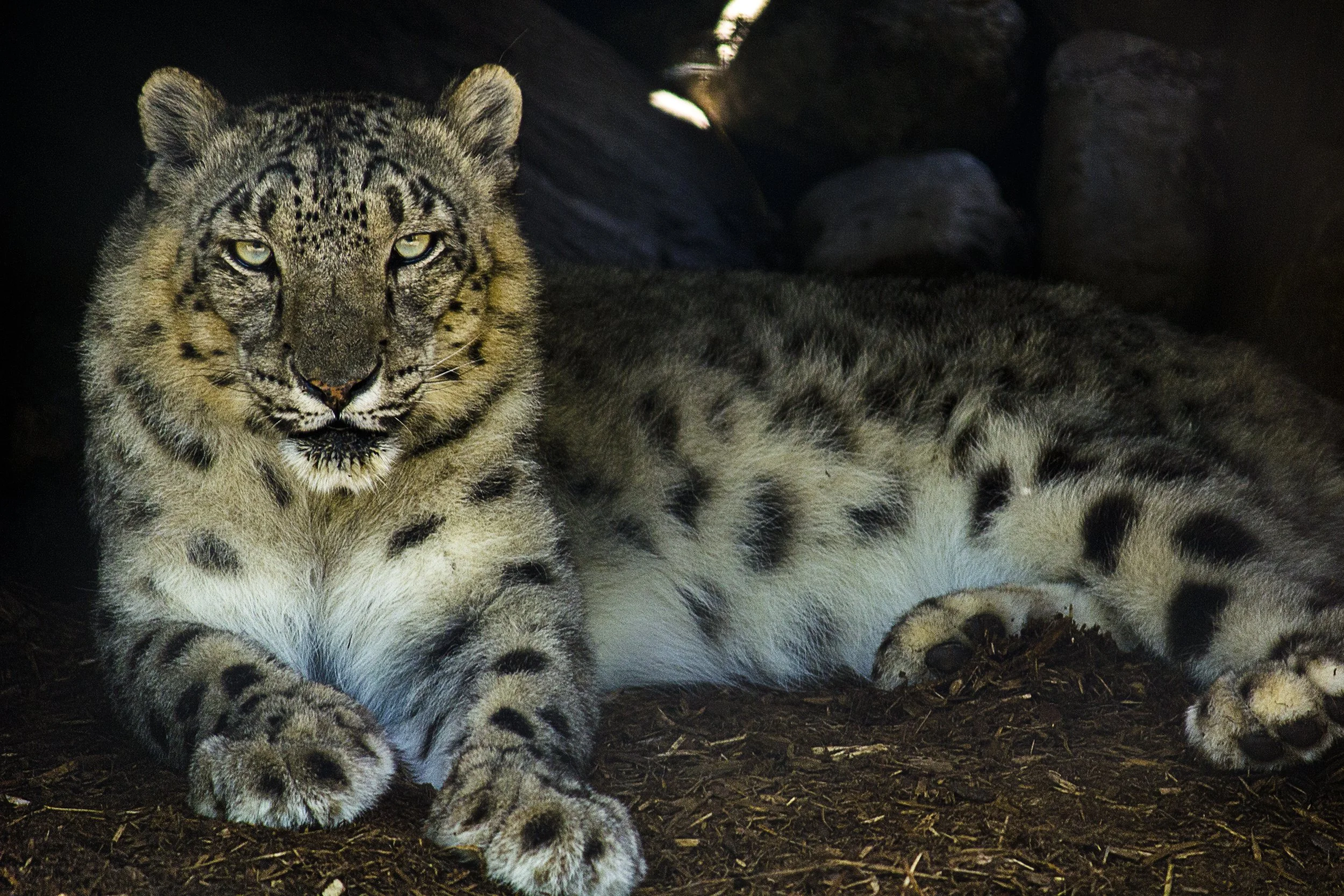 Siberian Staredown, 2011