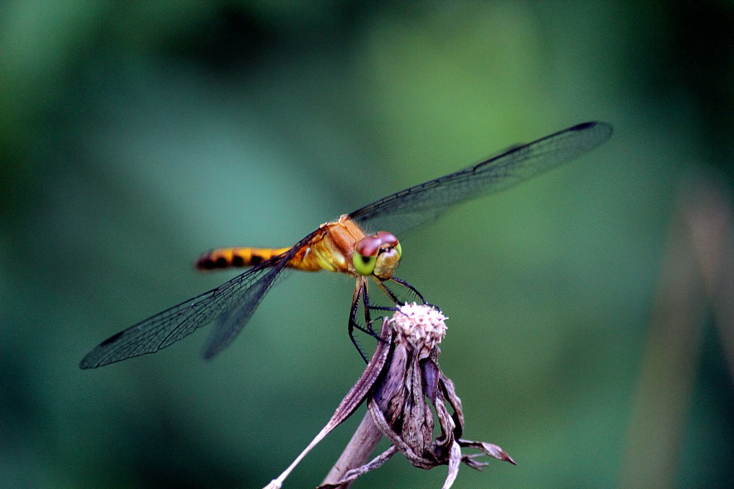 Hello there Dragonfly, 2010