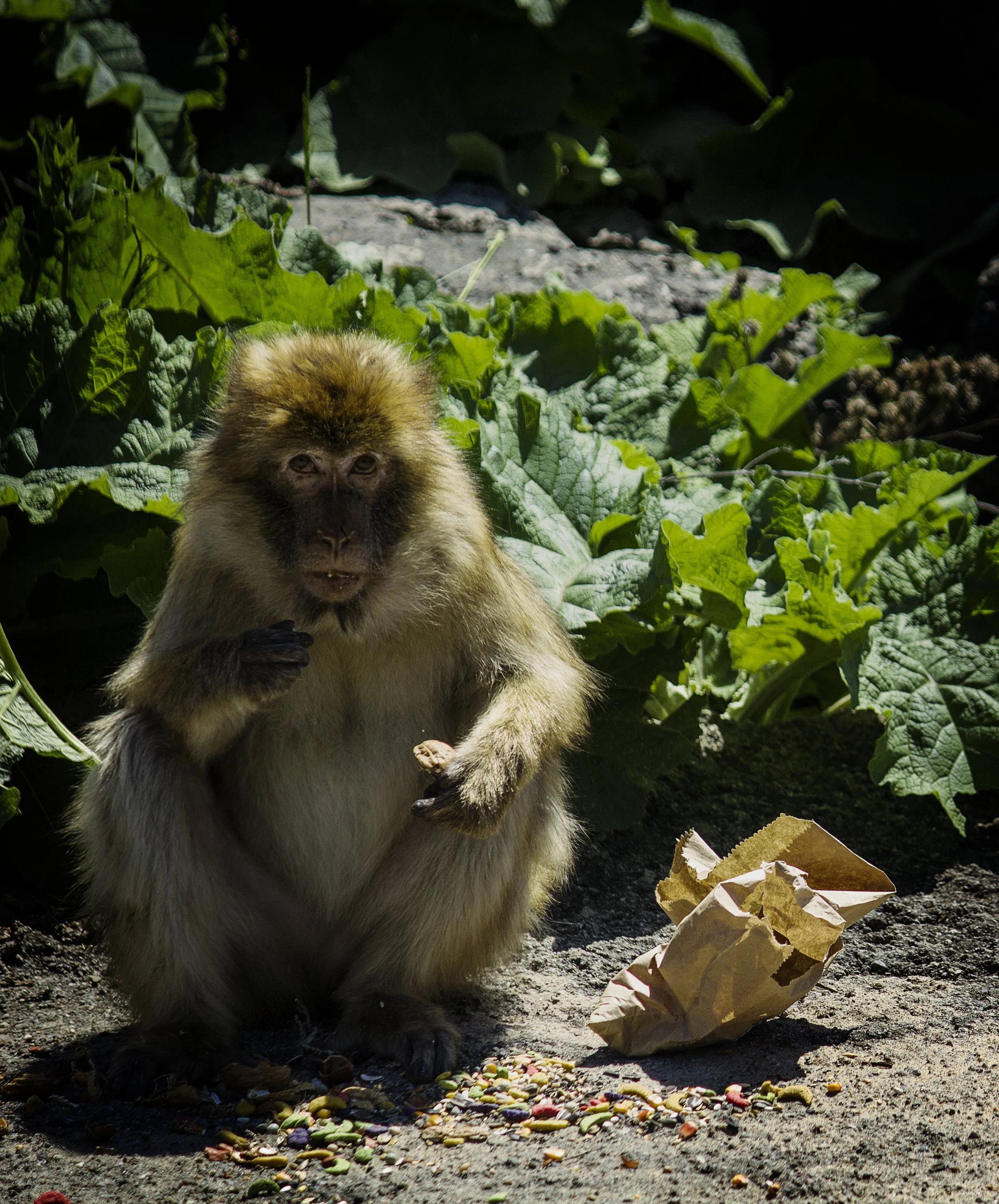 Monkey eating Timbits, 2011