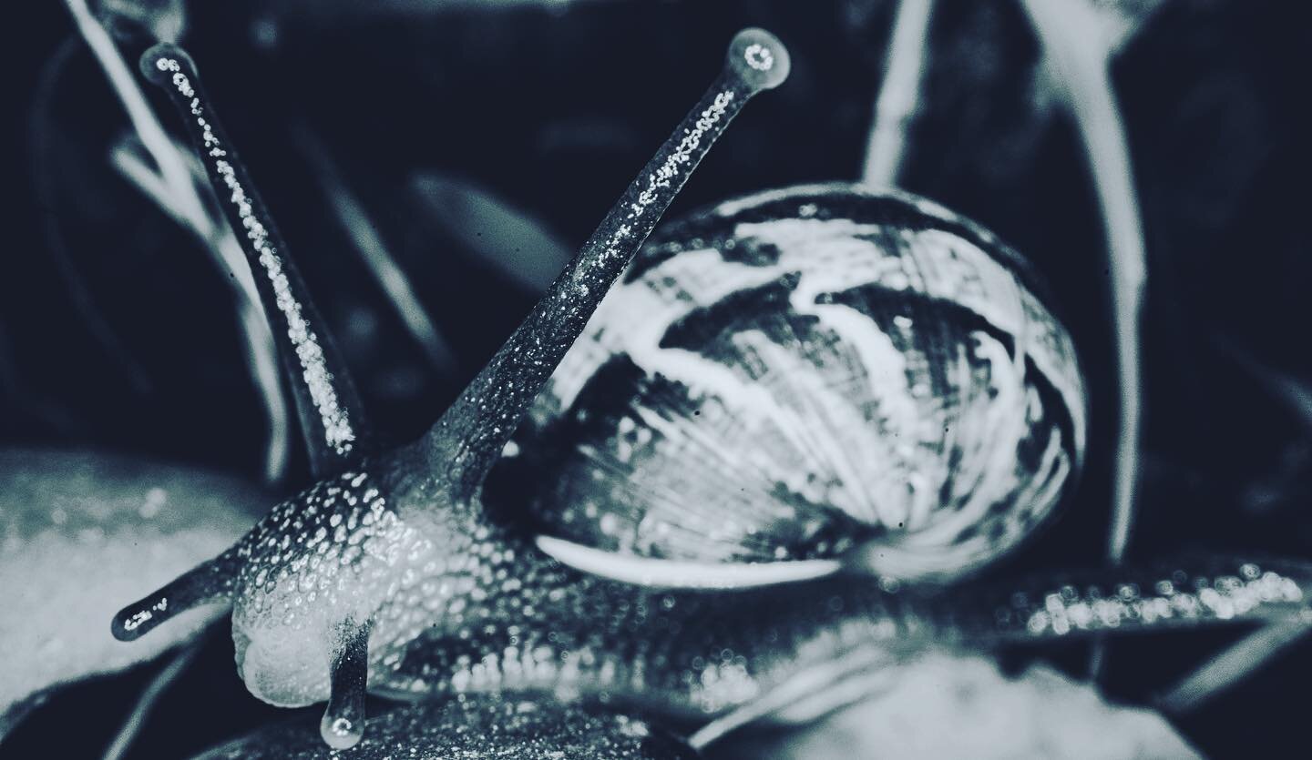 #eatthewagonwheel #snail #macro