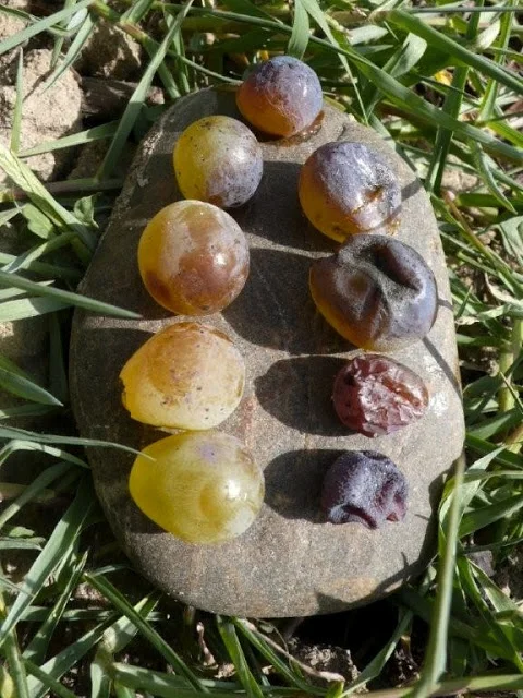 In Sauternes, France botrytis slowly develops into noble rot on ripe grapes and gives the wine unique aromas, colour, and flavour. Note the golden colour of grapes changing to grey as the infection increases - http://www.myquem.com/noble-rot/
