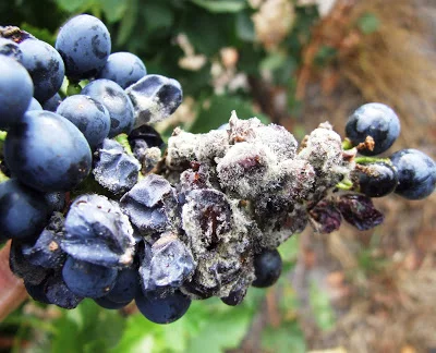 B otrytis on Shiraz in McLaren Vale 2011. Note the severe rot. High levels of botrytis in red grape varieties cause unstable wine fermentation and other taints that are not desirable.