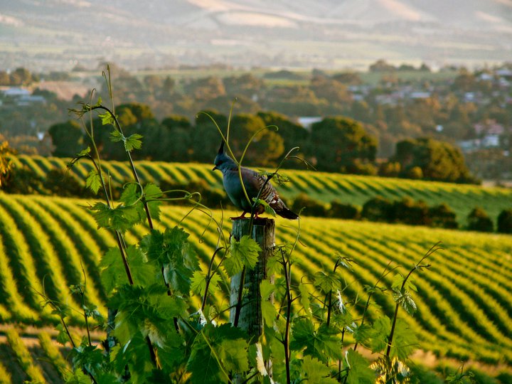 2016 Vintage Report