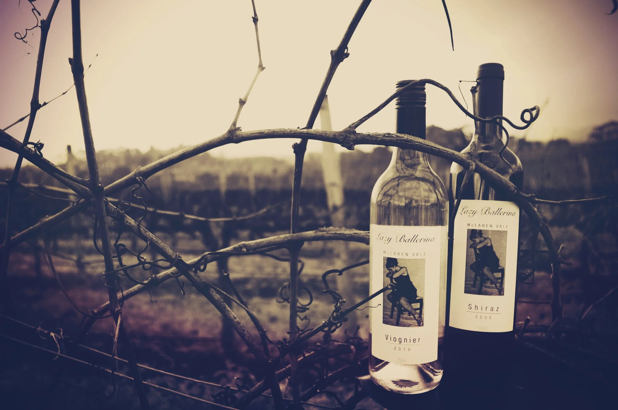 Winter in the vineyard... its not all wine bottle shots and pruning... we do sciency things too!