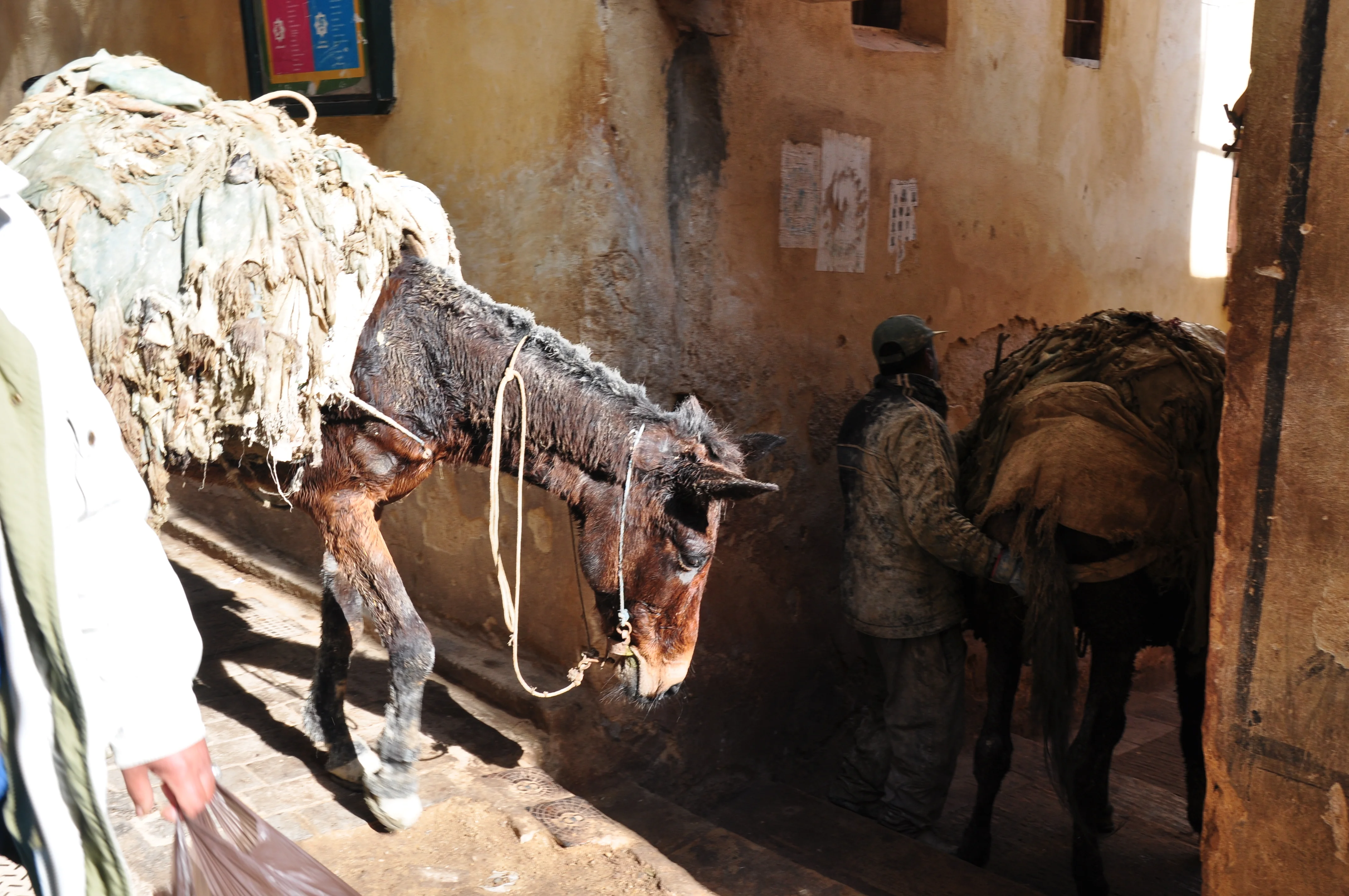 Fès, viaje a la Medina