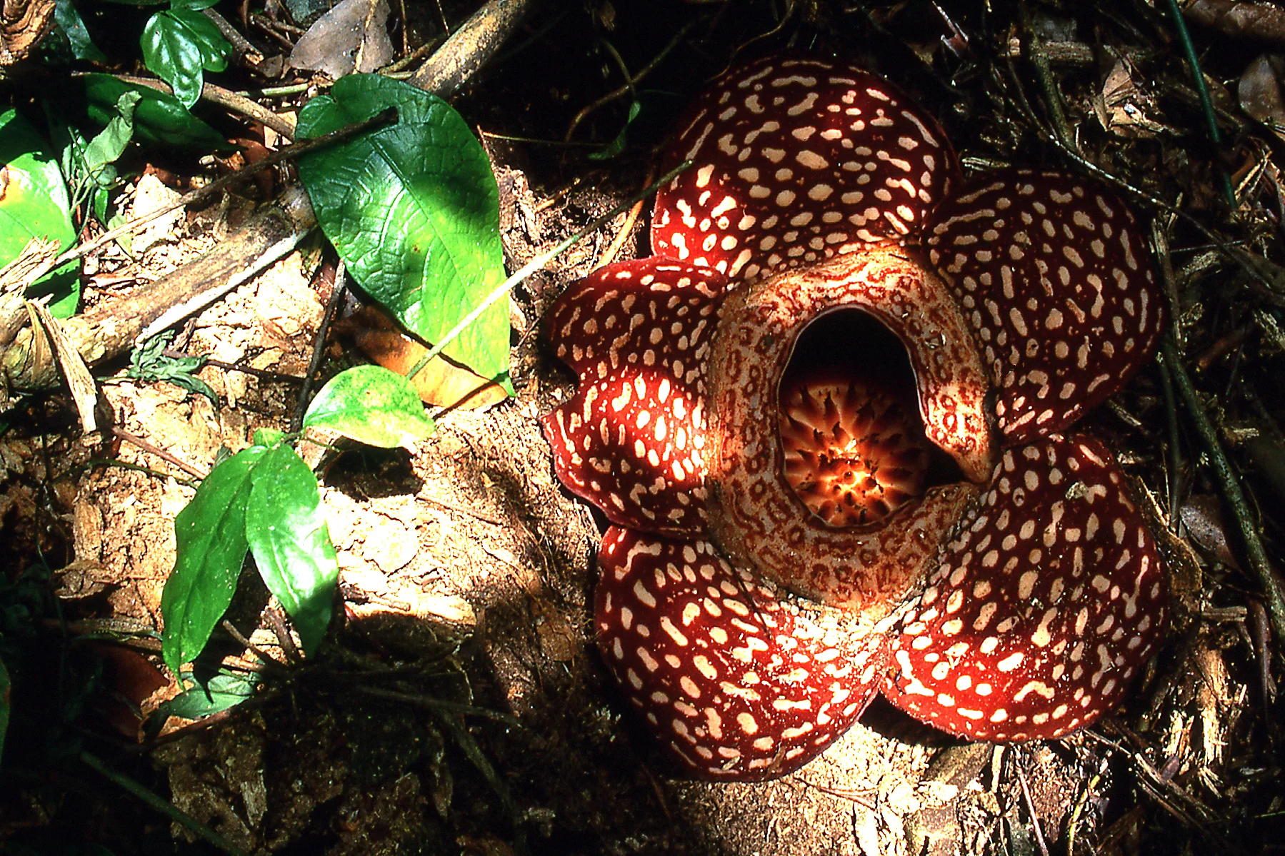 Inside Borneo