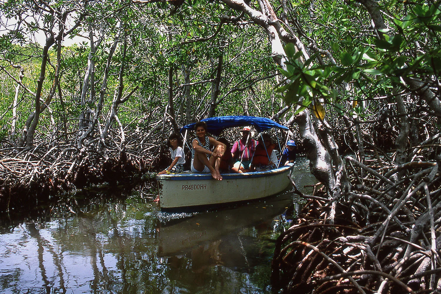 Manglares, la Parguera