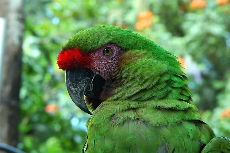 Loro de plumaje verde, rojo en la cabeza, y pico curvo en un fondo difuso de árboles y hojas