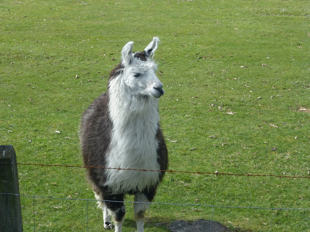 Como se llama? We met this cute guy (or girl) along the way.