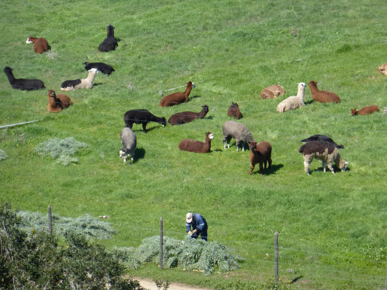 Alpacas are awesome.
0
0
1
3
19
Kikio Creative Communications
1
1
21
14.0
Normal
0
false
false
false
EN-US
JA
X-NONE
/* Style Definitions */
table.MsoNormalTable
{mso-style-name:"Table Normal";
mso-tstyle-rowband-size:0;
mso-tstyle-colband-size:0;
mso-style-noshow:yes;
mso-style-priority:99;
mso-style-parent:"";
mso-padding-alt:0in 5.4pt 0in 5.4pt;
mso-para-margin:0in;
mso-para-margin-bottom:.0001pt;
mso-pagination:widow-orphan;
font-size:12.0pt;
font-family:Cambria;
mso-ascii-font-family:Cambria;
mso-ascii-theme-font:minor-latin;
mso-hansi-font-family:Cambria;
mso-hansi-theme-font:minor-latin;}