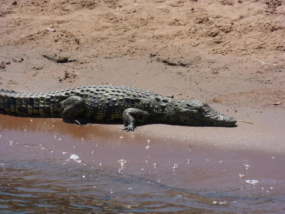 crocodile-Blog.jpg