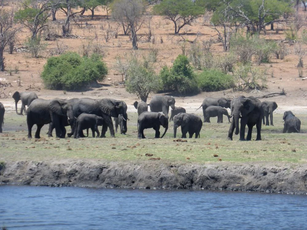 elephants 1-Blog.jpg