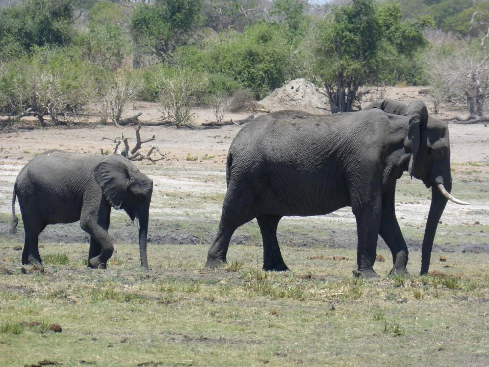 elephants 2-Blog.jpg