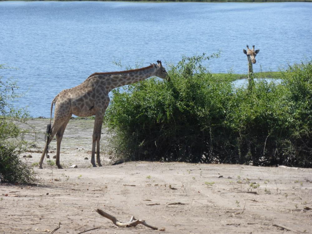 This is one of our favorite pics so far...we call it "Peek-A-Boo Giraffe" 