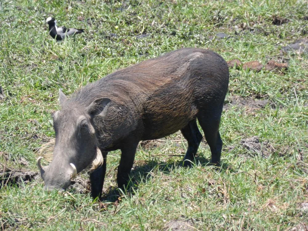 We all love the warthogs...they are totally harmless (unless you are grass). The locals call them "The Lawn Mowers." 
