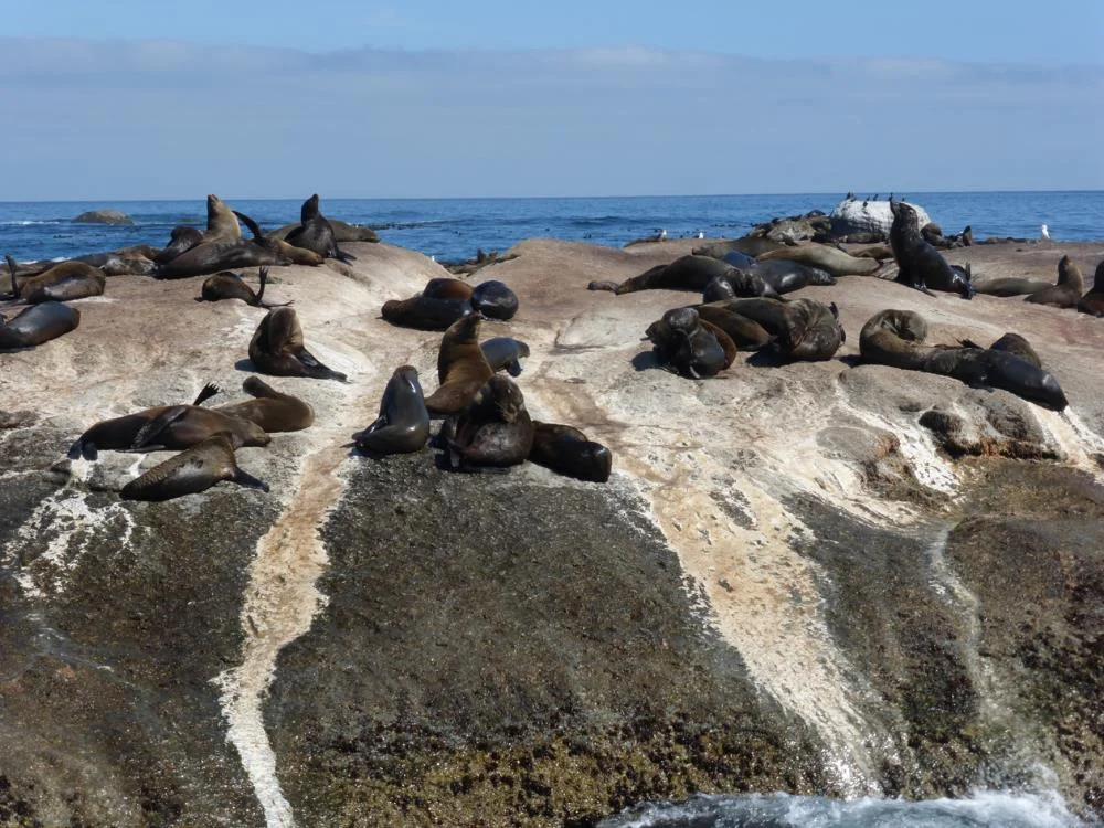 Our first stop, Duiker
Island to see the seals frolic.
0
0
1
8
49
Kikio Creative Communications
1
1
56
14.0
Normal
0
false
false
false
EN-US
JA
X-NONE
/* Style Definitions */
table.MsoNormalTable
{mso-style-name:"Table Normal";
mso-tstyle-rowband-size:0;
mso-tstyle-colband-size:0;
mso-style-noshow:yes;
mso-style-priority:99;
mso-style-parent:"";
mso-padding-alt:0in 5.4pt 0in 5.4pt;
mso-para-margin:0in;
mso-para-margin-bottom:.0001pt;
mso-pagination:widow-orphan;
font-size:12.0pt;
font-family:Cambria;
mso-ascii-font-family:Cambria;
mso-ascii-theme-font:minor-latin;
mso-hansi-font-family:Cambria;
mso-hansi-theme-font:minor-latin;}