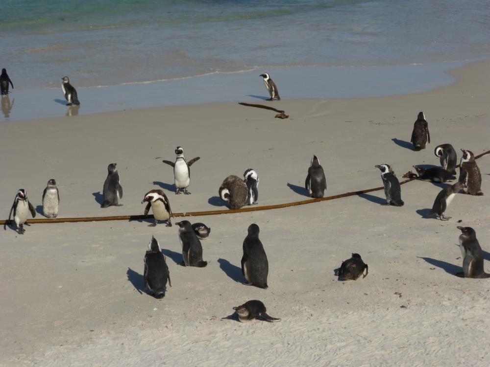 Penguin 1-Blog.jpg