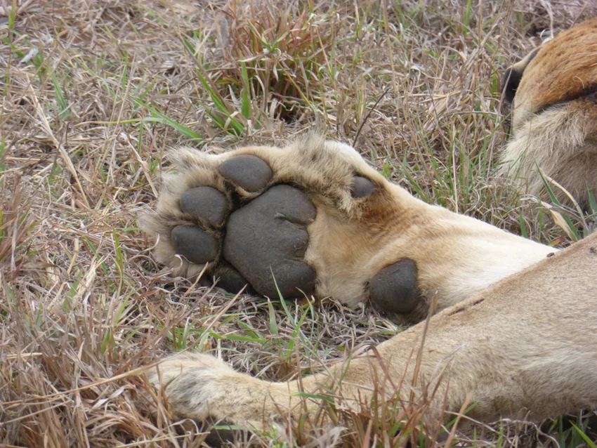 Bring it! Yes, we were this close. Grrr...and, also one of "The Big Five"