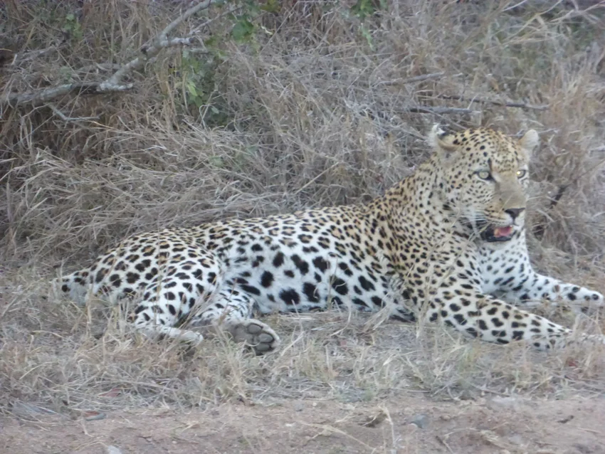 Leopard.jpg