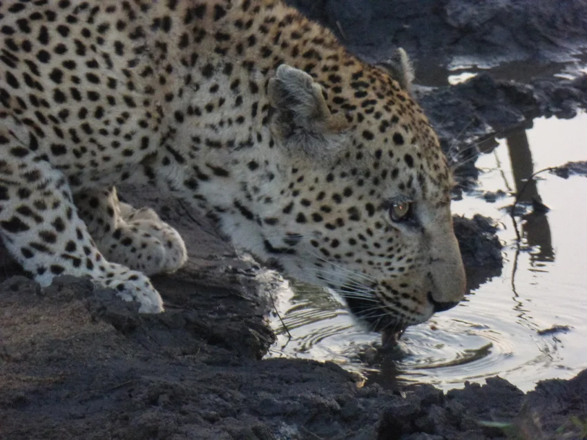 LeopardClose.jpg
