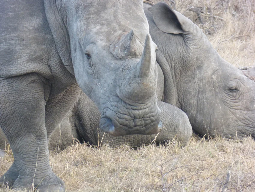 The white rhino! Another of The Big Five. (p.s. the Leopard is one, too)