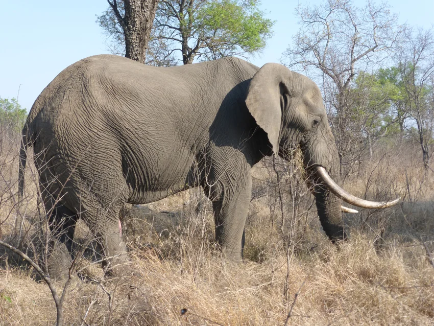 Rounding out The Big Five -- the elephant! The reason they are named The Big Five is not due to size, it is because these are animals that will hunt you back.