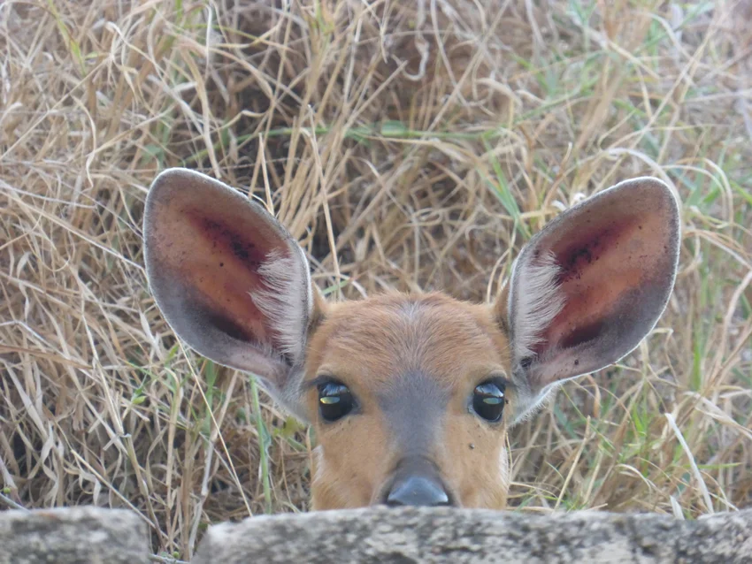 Awwww... This was right outside of our room. That's how close the animals came to the lodge. G'night li'll fella. More to come tomorrow.