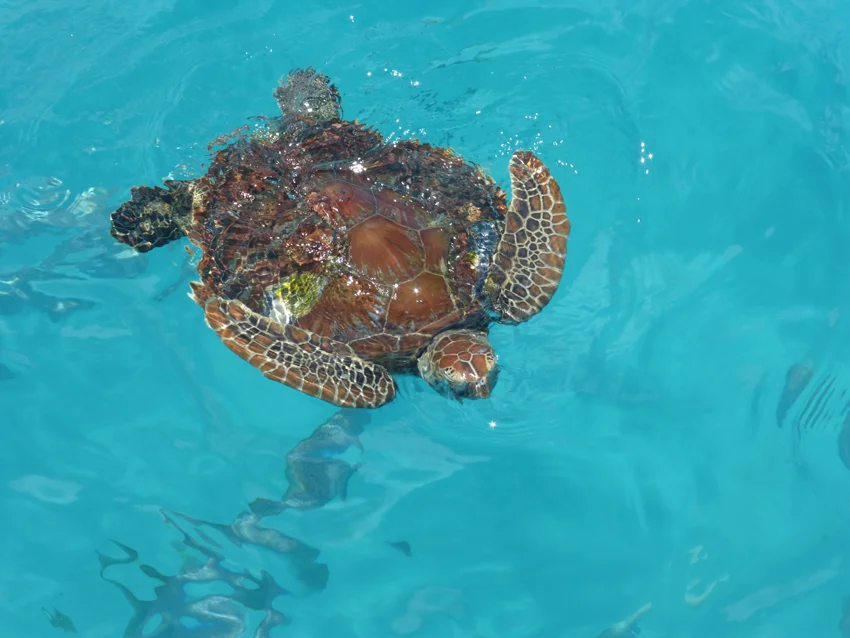 A real sea turtle in the real sea! (The Coral Sea)