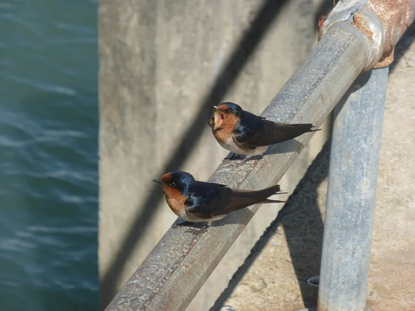 We saw these two birds and thought they were adorable. Then we heard their very peculiar call, "Turn Back! Turn Back!" We should have listened.