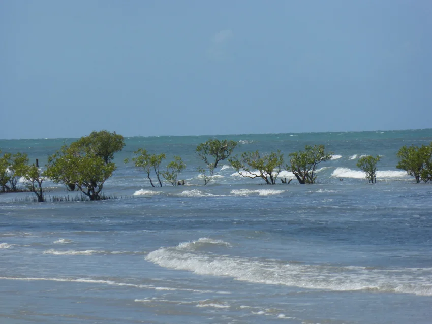 Our next stop was Cape Tribulation, where Captain Cook famously ran aground. It was beautiful and presumably surrounded by rainforest. We were warned not to swim in the water because of jelly fish and, more importantly, crocodiles. Annie still took her shoes off and walked along the edge. 