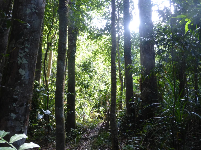 RainForestLight.jpg
