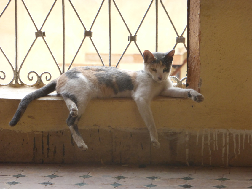 ...and cats. They are revered in the Muslim faith and Pat and Annie could't have been happier about that. 