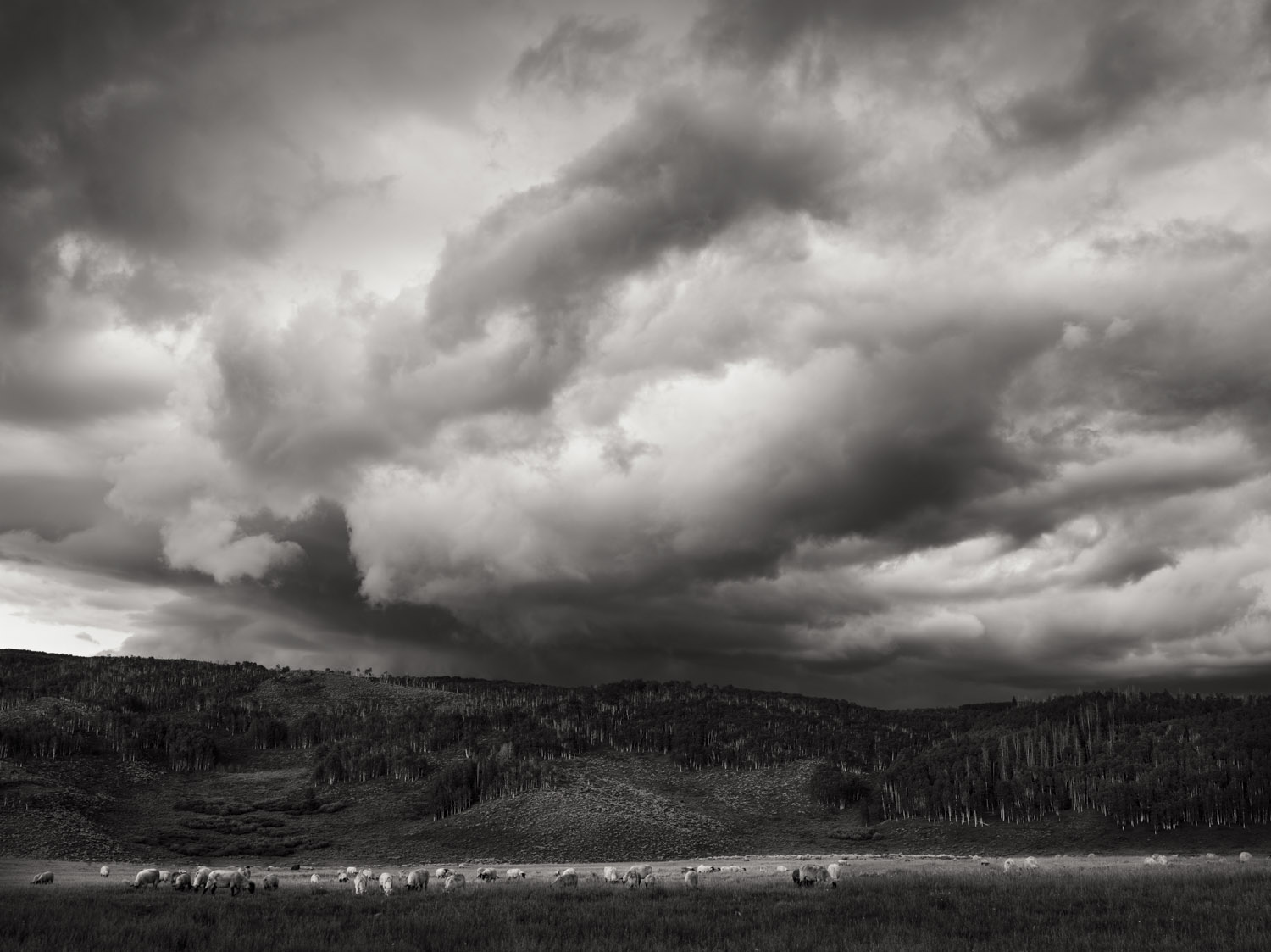Ladder Ranch #14