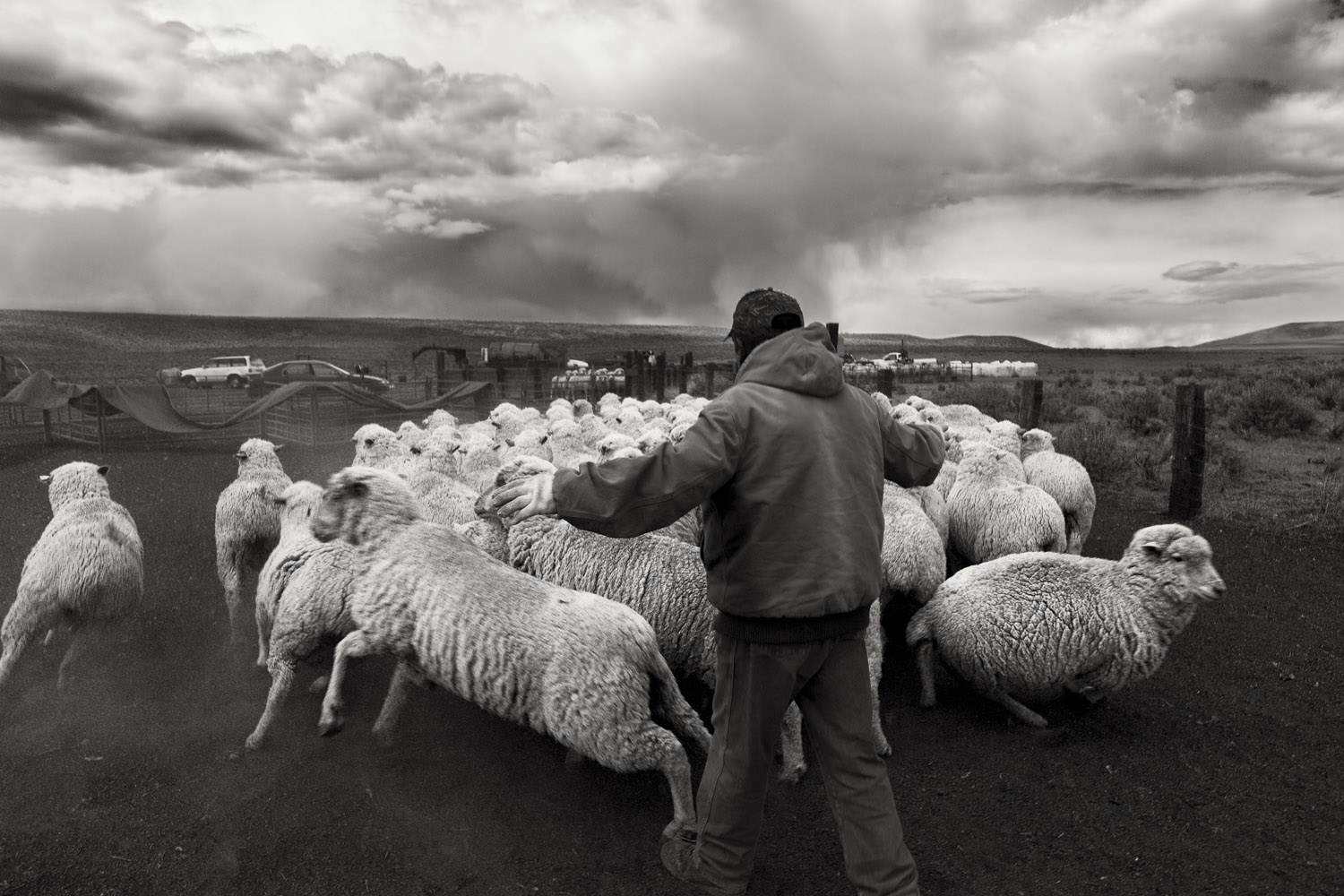 Sheep Shearing #1