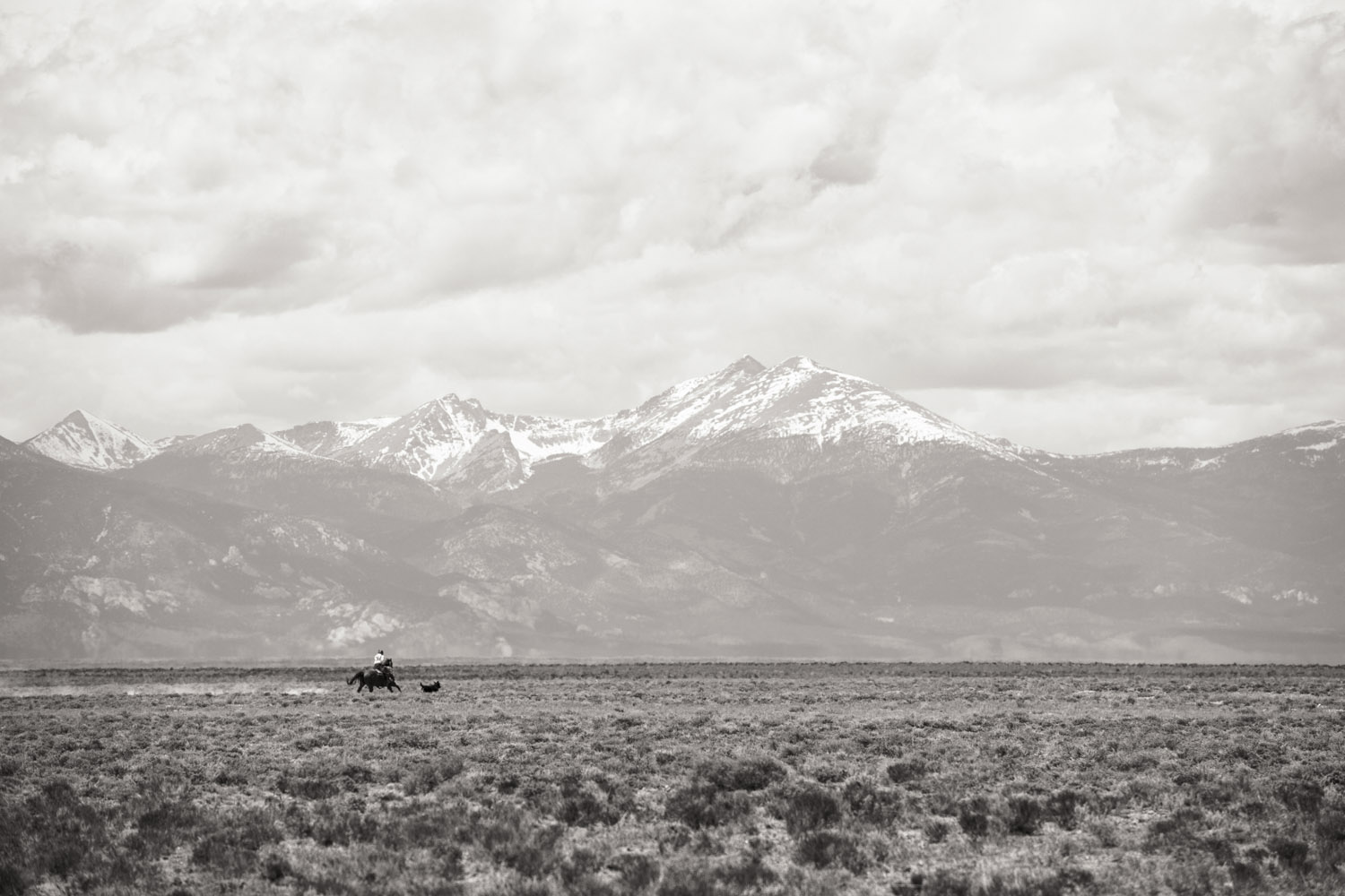 Baker Ranch Cattle Drive #12