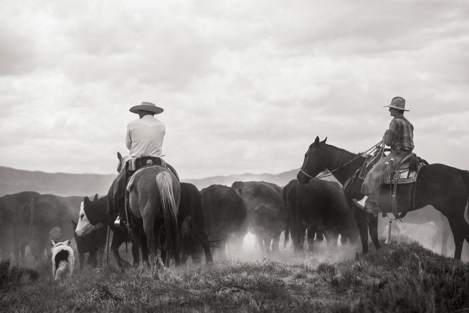 Baker Ranch Cattle Drive #15
