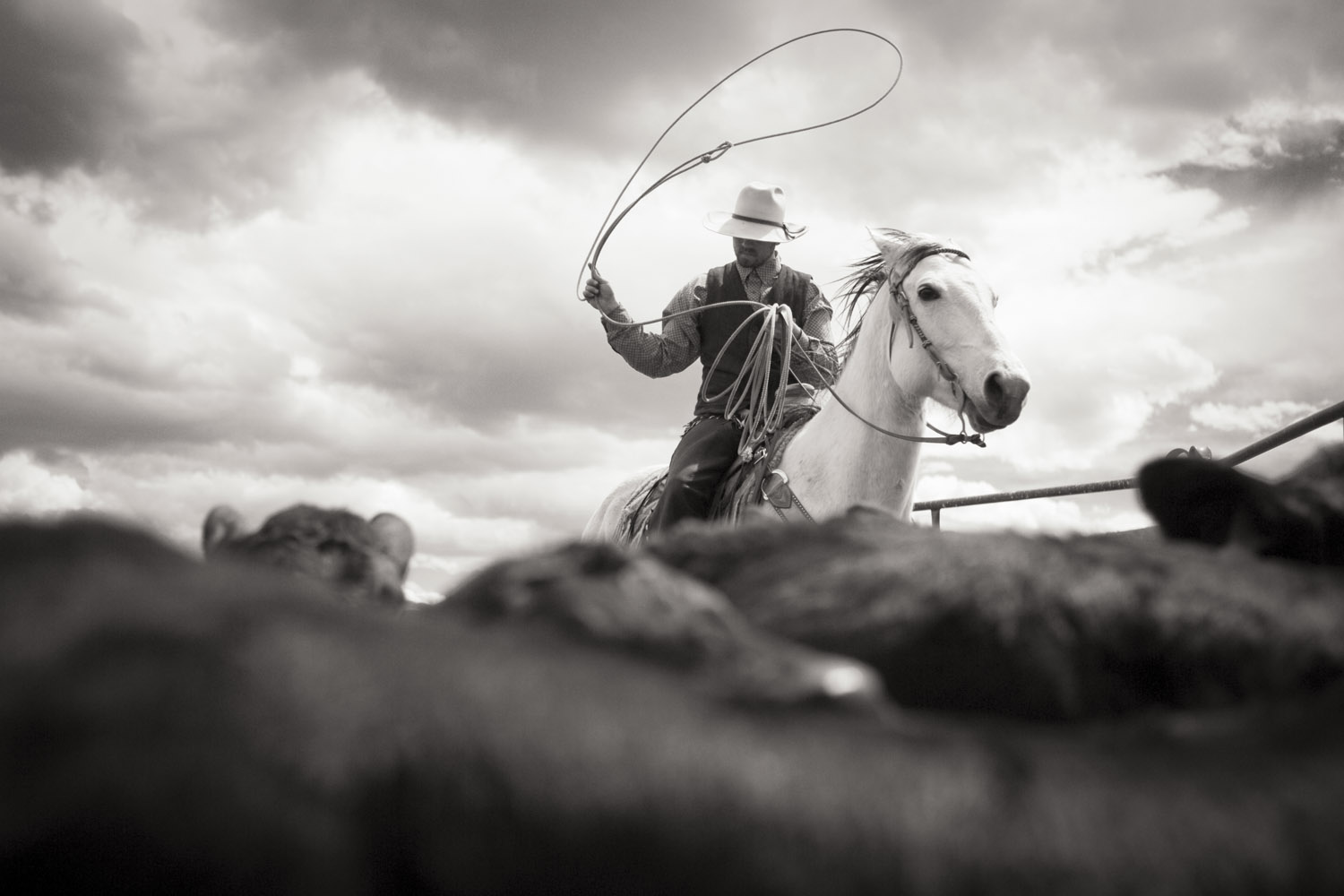 Baker Ranch Cattle Drive #15